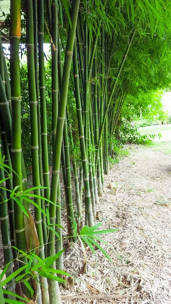 Green bamboo trees concept for keeping calm, natural, freshener and bamboo industrial