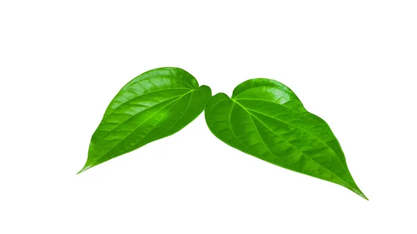 Isolated Green Long Pepper Leaves Clipping Paths White Background — Φωτογραφία Αρχείου