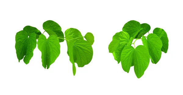 Isolated Bauhinia Malabarica Orchid Tree Leaves Clipping Paths White Background — Φωτογραφία Αρχείου