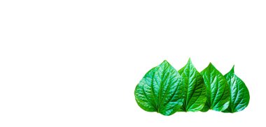 Isolated Piper sarmentosum Roxb leaves with clipping paths on white background