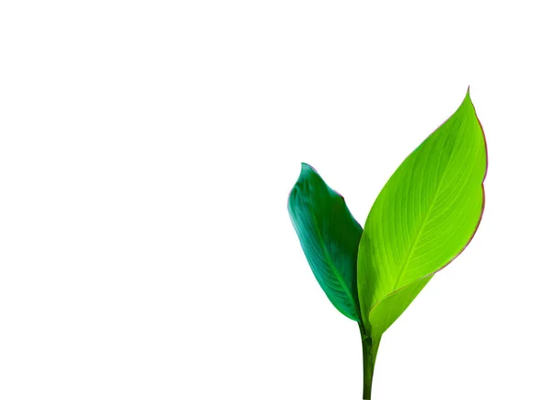 Isolated Canna Indica Leaves Clipping Paths White Background — Foto Stock