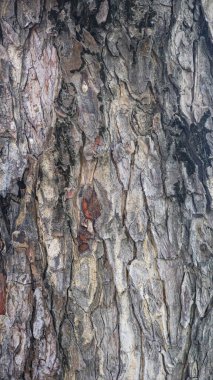 Texture of gray tree bark