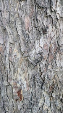 Texture of gray tree bark