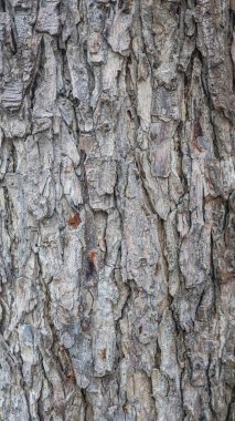 Texture of gray tree bark