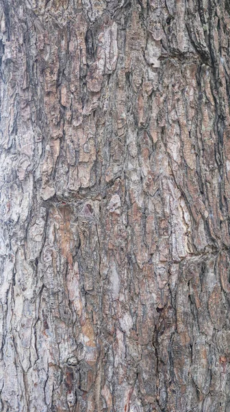 Texture Gray Tree Bark — Stockfoto