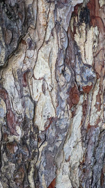 Texture Gray Tree Bark — Stock Photo, Image