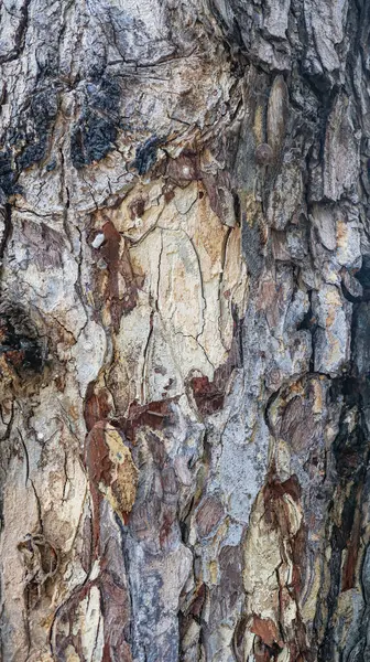 Texture Gray Tree Bark — Stockfoto