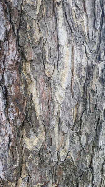 Texture Gray Tree Bark — 图库照片