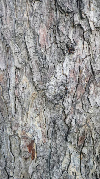 Texture Gray Tree Bark — Fotografia de Stock