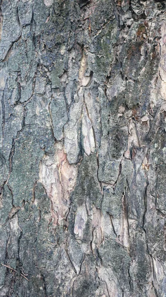 Texture Gray Tree Bark — Stockfoto