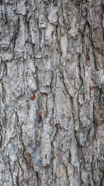 Texture Gray Tree Bark — 图库照片