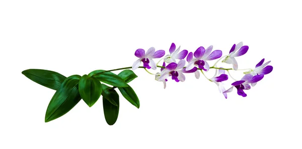 Isolated Purple Dendrobium Bigibbum Cooktown Orchid Mauve Butterfly Orchid Clipping — Stockfoto