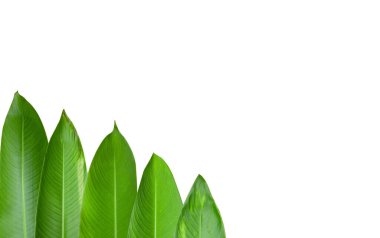 Heliconia beyaz arkaplanda kırpma yolları ile izole bırakılır