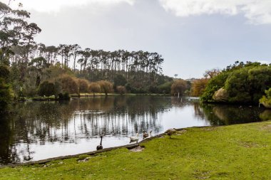 Ördekler, kuşlar, kuğular ve kazlar göletin içinde ve çevresinde eğleniyorlar. Western Springs Ördek Gölü, Auckland, Yeni Zelanda