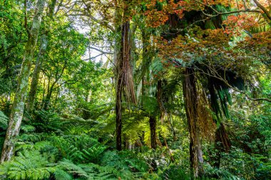 Flora ve Fauna bahçelerin etrafında yürürken her yerdeler. Pukekura Parkı, Taranaki, Yeni Zelanda