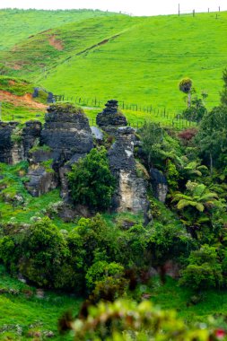 Yuvarlanan tepeleri aşmak için kırsal alanda bir gezinti. Rotarua, Yeni Zelanda