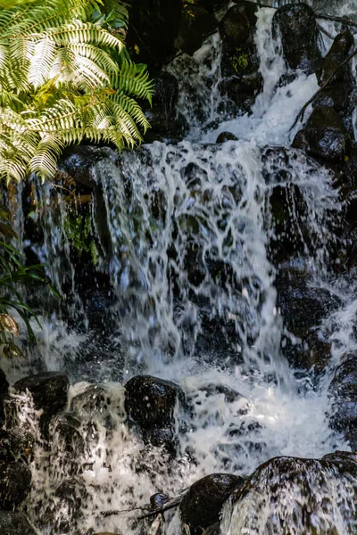 Papel Importante Través Los Jardines Botánicos Del Parque Pukekura Nueva —  Fotos de Stock