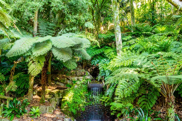 到处都有动植物在花园散步 新西兰Taranaki Pukekura公园 — 图库照片