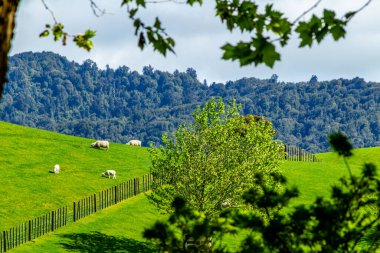 Film setinden Hobbiton 'a doğru yürürken görülecek ve bakılacak çok şey var. Matamata, Waikato, Yeni Zelanda