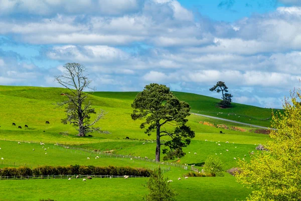 Molto Vedere Guardare Mentre Cammina Attraverso Set Del Film Hobbiton — Foto Stock