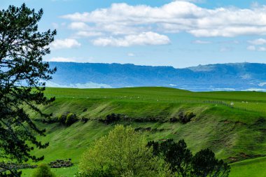 Film setinden Hobbiton 'a doğru yürürken görülecek ve bakılacak çok şey var. Matamata, Waikato, Yeni Zelanda