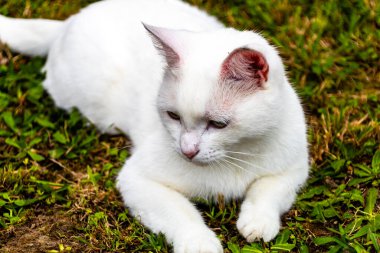 Beyaz kedi çimenlerde dinleniyor. Ranui, Auckland, Yeni Zelanda