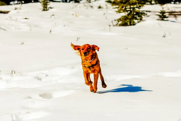 Pure Bred Golden Retriever Rulează Zăpadă Banff Alberta Canada — Fotografie, imagine de stoc