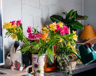 Çiçekleri suluyorum. Calgary, Alberta, Kanada