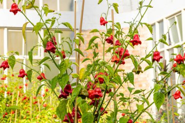 Cayene Biberleri çiçek açtı. Auckland Alanı, Auckland, Yeni Zelanda