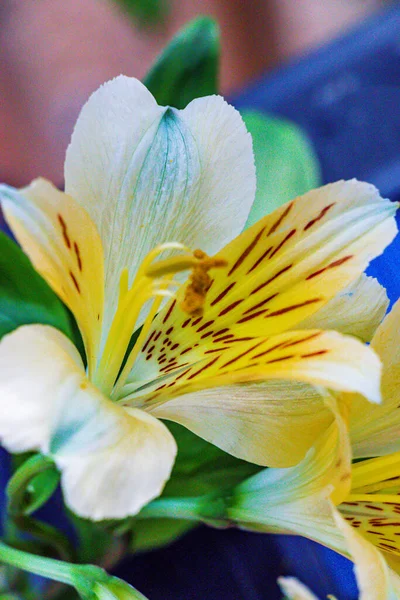 Kleurrijke Gele Iris Dichtbij Calgary Alberta Canada — Stockfoto