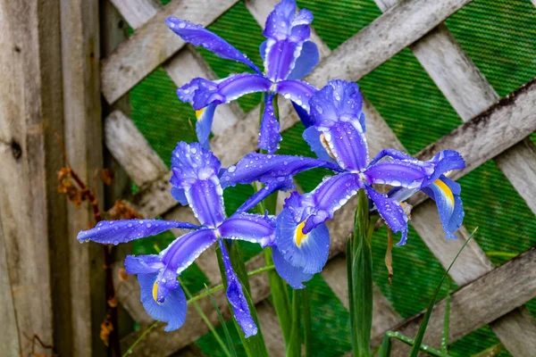 Slanke Blauwe Iris Tuin Ranui Auckland Nieuw Zeeland — Stockfoto