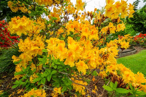 Rhododendron Calendulaceum Közismert Nevén Láng Azálea Egy Függőleges Lazán Elágazó — Stock Fotó