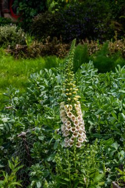 Hobbiton 'un film setinin etrafında bir yürüyüş çok renkli ve çok kalabalık bir turistik cazibedir. Matamata, Auckland, Yeni Zelanda