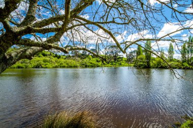 Film setinden Hobbiton 'a doğru yürürken görülecek ve bakılacak çok şey var. Matamata, Waikato, Yeni Zelanda