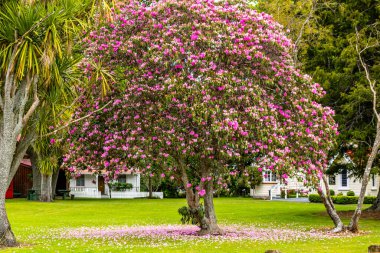 Sezon sonunda Firth Müzesi 'nde çiçek açan bir ağaç. Matamata, Waikato, Yeni Zelanda
