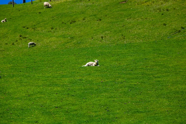 Drive Countryside Rolling Hills Matamata Waikato New Zealand Stock Photo