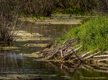 Baraj Elk Adası Ulusal Parkı Alberta Kanada 'da çalışan kunduz.