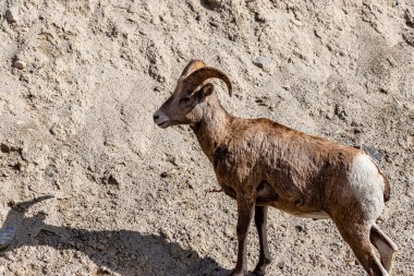 Rocky Dağı Koyun Otlatan Banff Ulusal Parkı Alberta Kanada