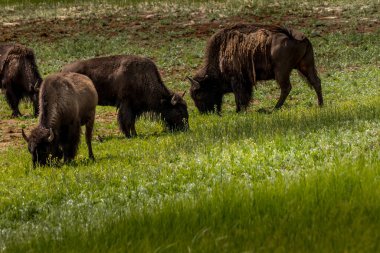 Waterton Gölleri Ulusal Parkı Alberta Kanada 'da Bizon otlağı