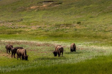 Waterton Gölleri Ulusal Parkı Alberta Kanada 'da Bizon otlağı