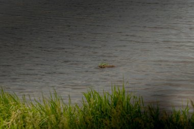 Muscat gölette yüzer ve kuş tüyü yuva yapar. Alberta Bölgesi Alberta Kanada