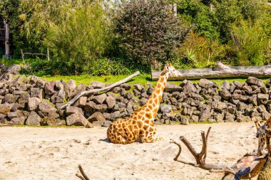 Zürafa güneşte dinleniyor. Auckland Hayvanat Bahçesi, Auckland, Yeni Zelanda