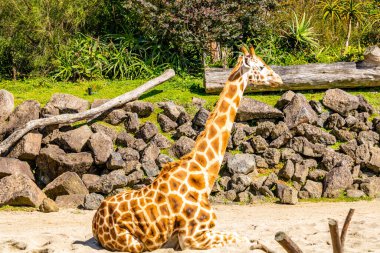 Zürafa güneşte dinleniyor. Auckland Hayvanat Bahçesi, Auckland, Yeni Zelanda