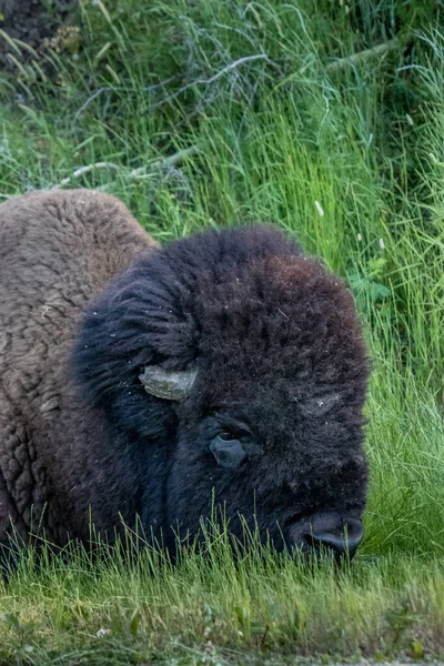 Bison Resting Grass Elk Island National Park Alberta Canada — Stock Photo, Image