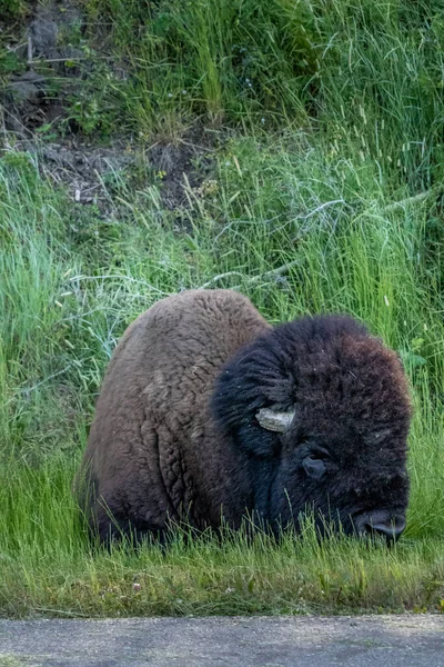 Bison Descansando Grama Elk Island National Park Alberta Canadá — Fotografia de Stock