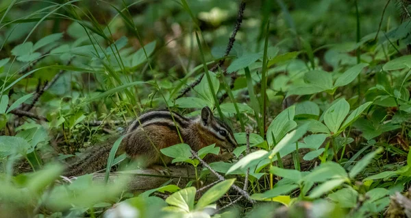 Chipmunk Forages Deep Woods Yoho National Park British Columbia Canada — Stock Photo, Image