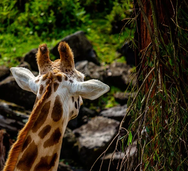Giraffen Tar Ett Snabbt Mellanmål Från Ett Träd Auckland Zoo — Stockfoto