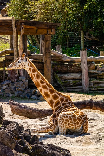 Girafe Reposant Soleil Zoo Auckland Auckland Nouvelle Zélande — Photo