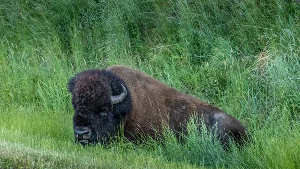 Bison Vilar Gräset Elk Island National Park Alberta Kanada — Stockfoto