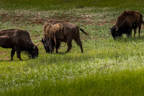 Bison Grazing Lower Field Waterton Lakes National Park Alberta Canada — Stock Photo, Image